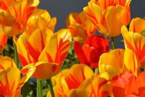 tulips 1261142 640 300x200 - Frases Inteligencia Emocional (80)